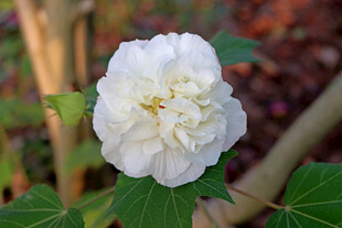 白色木芙蓉花