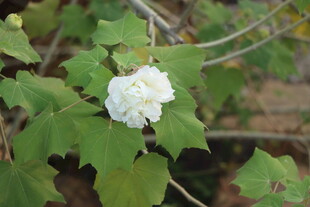 白色木芙蓉花