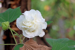白色木芙蓉花