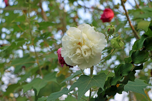 白色木芙蓉花