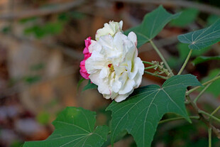 白色木芙蓉花