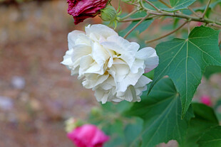白色木芙蓉花