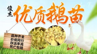 优质鹅苗养殖大图