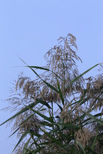 芦苇芦花  