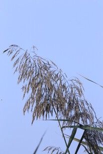 芦苇芦花  