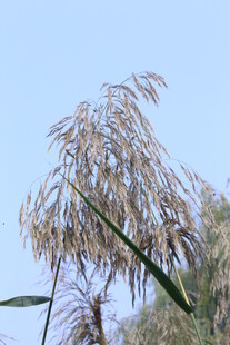 芦苇芦花  