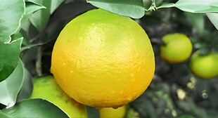 橙子栽培