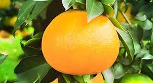 橙子栽培