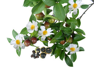 油茶花