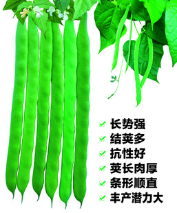 绿扁豆 绿芸豆 