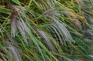 芒草  
