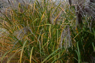 芒草  