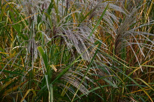 芒草 