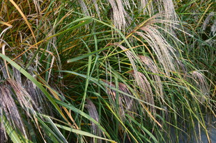 芒草  