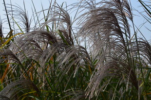 芒草 