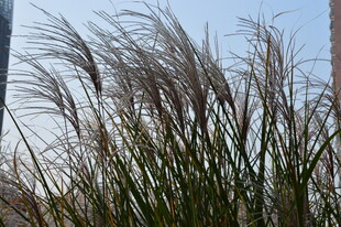芒草  
