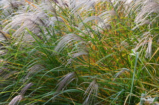 芒草  