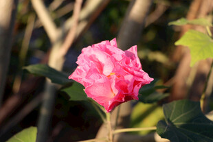 粉色木芙蓉花