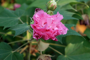 粉色木芙蓉花