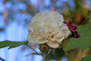 白色木芙蓉花