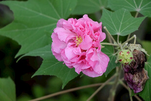 粉色木芙蓉花