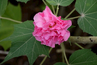 粉色木芙蓉花