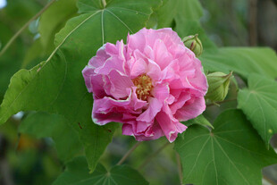 粉色木芙蓉花