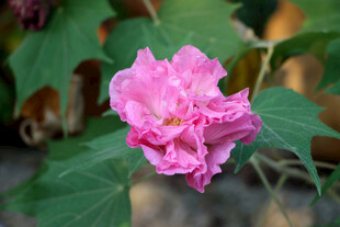 粉色木芙蓉花