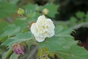 白色木芙蓉花