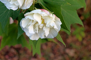 白色木芙蓉花