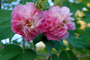 粉色木芙蓉花
