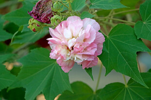 粉色木芙蓉花