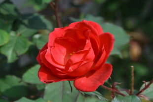 月季花  