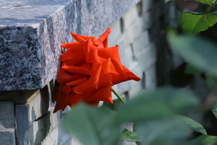 月季花  