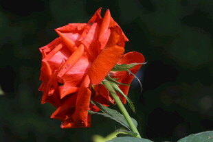 月季花 