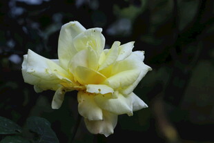月季花 