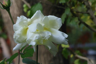 月季花  