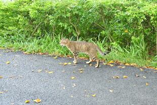 公园里的小花猫