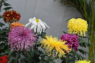 菊花 