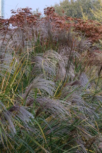 芒草 