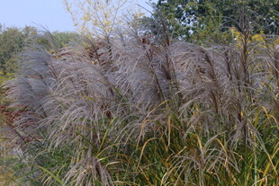 芒草 