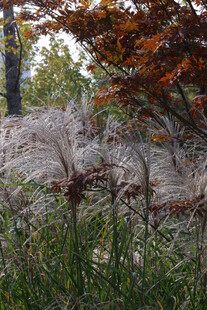 芒草 