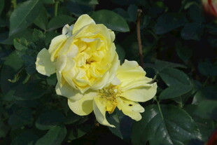 月季花  