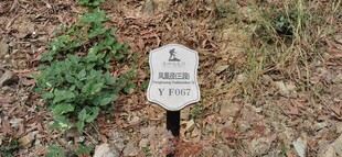 凤凰径三段YF067