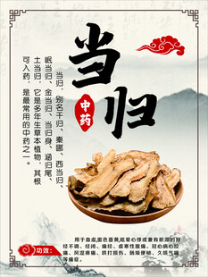 当归版面 功效 中药版面
