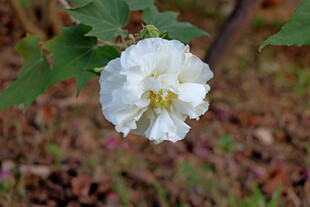 白色木芙蓉花