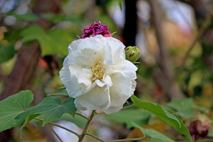 白色木芙蓉花