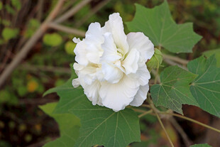 白色木芙蓉花