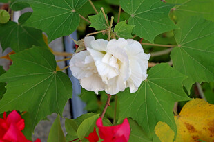 白色木芙蓉花