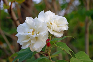 白色木芙蓉花